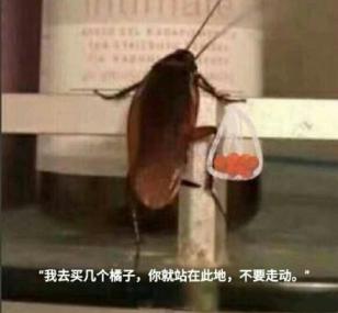 橘子树是什么意思？