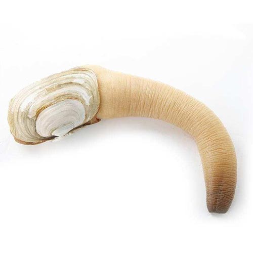 象拔蚌是什么意思？