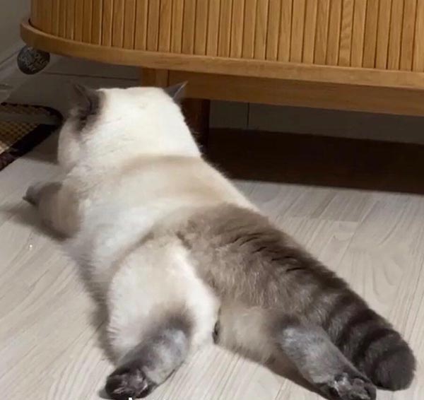 社会性睡眠是什么意思？