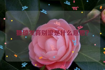 猥琐发育别浪是什么意思？