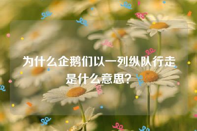 为什么企鹅们以一列纵队行走是什么意思？