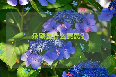 朵蜜是什么意思？