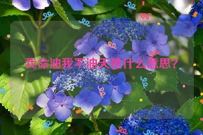 我命油我不油天是什么意思？