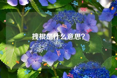 拽根是什么意思？