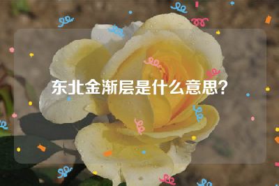 东北金渐层是什么意思？