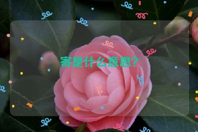 寄是什么意思？